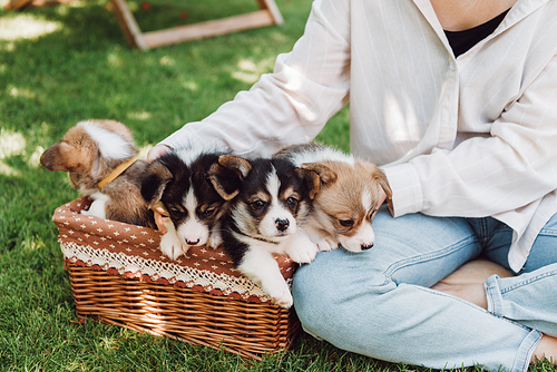cropped view of girl sitting in green garden with crossed legs near wicker box with adorable puppies