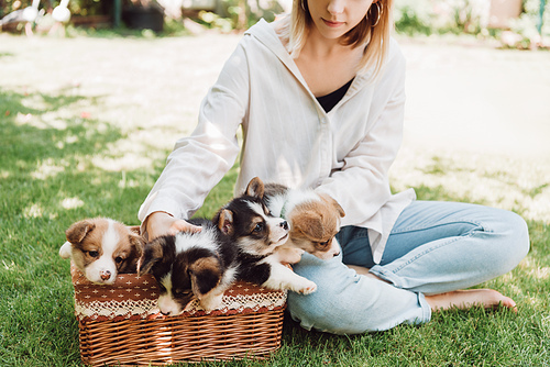 partial view of blonde girl sitting in green garden with crossed legs near wicker box with adorable puppies