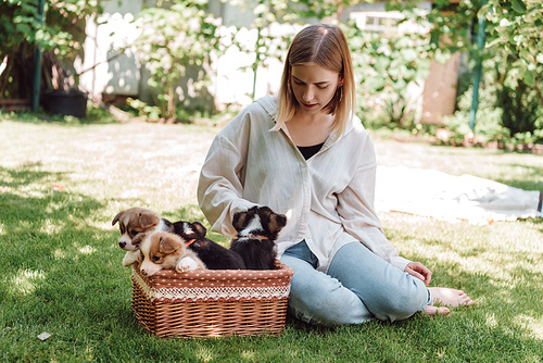 blonde barefoot girl sitting in green garden near wicker box with adorable puppies