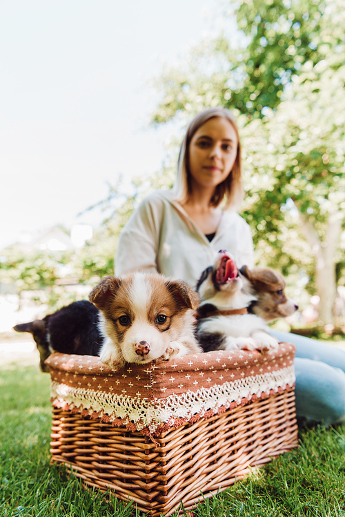selective focus of blonde girl sitting in green garden near wicker box with puppies