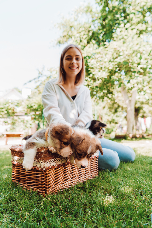 selective focus of happy blonde girl sitting in green garden near wicker box with adorable puppies