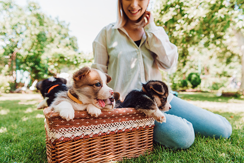 partial view of happy blonde girl sitting in green garden near wicker box with adorable puppies