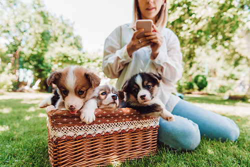 cropped view of blonde girl sitting in green garden and using smartphone near wicker box with adorable puppies