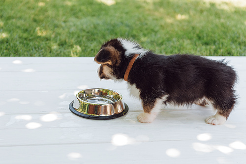 cute puppy  water from silver pet bowl on wooden construction in garden