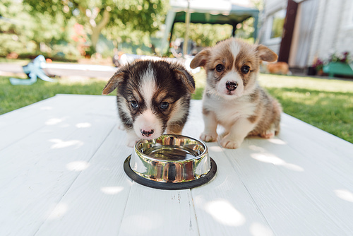 cute puppies  water from silver pet bowl on wooden construction in garden