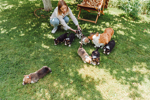 overhead view of blonde girl with welsh corgi puppies on green lawn