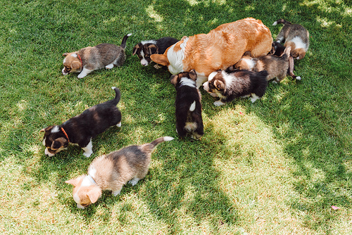 welsh corgi dog with puppies resting in green garden in summer