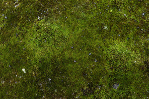 full frame image of green moss background