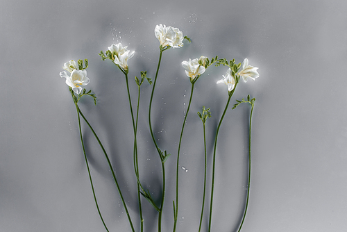 blooming freesia flowers over grey background