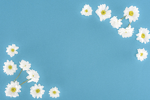 white chrysanthemum flowers isolated on blue