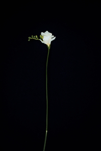 beautiful freesia flower isolated on black