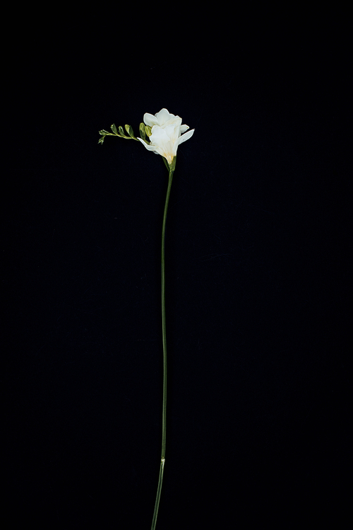 beautiful freesia flower isolated on black