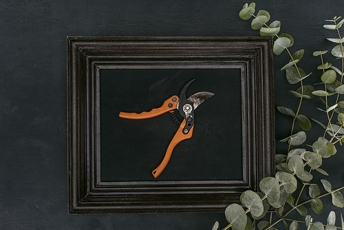 top view of vintage wooden frame with garden shears and eucalyptus over black background