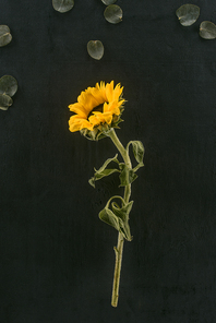 beautiful blooming sunflower isolated on black