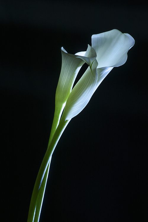 beautiful calla lily flower isolated on black