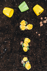 top view of beautiful yellow flowers growing in soil and flower pots on ground