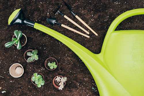 top view of beautiful green potted plants| gardening tools and big plastic watering can on soil