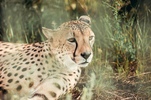 close up view of beautiful cheetah animal resting on green grass at zoo