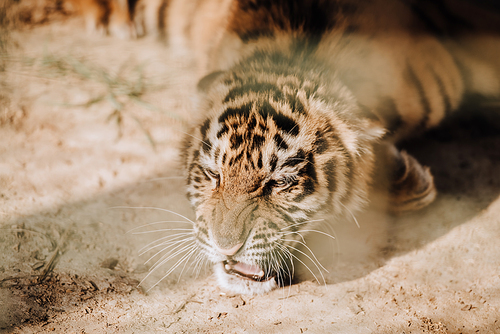 close up view of cute tiger cub at zoo