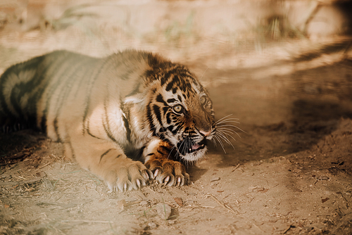 close up view of cute tiger cub at zoo