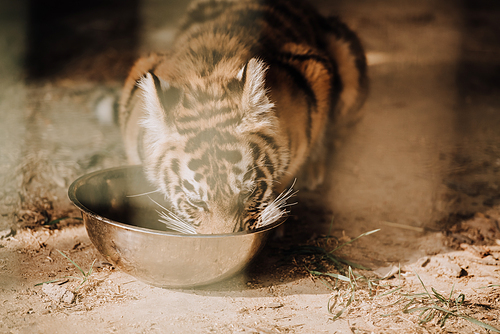 close up view of cute tiger cub eating meal at zoo