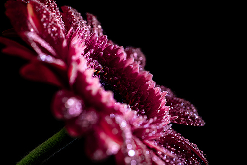 close up of fresh pink gerbera flower with drops on petals, isolated on black