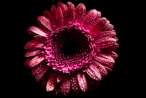 top view of pink gerbera flower with drops on petals, isolated on black