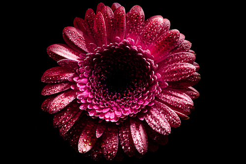 top view of pink gerbera flower with drops on petals, isolated on black