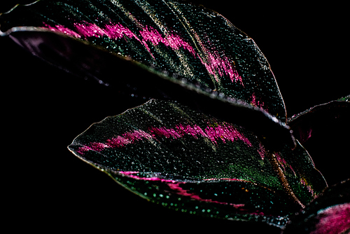 pink leaves of calathea houseplant, isolated on black