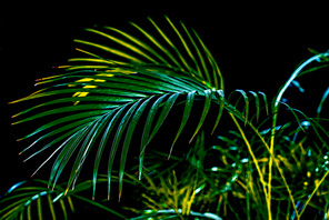 tropical green palm leaves, isolated on black