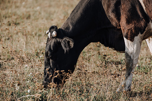 close up view of domestic beautiful cow grazing on field in countryside