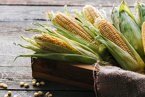 close up view of raw corn cobs in box with sack cloth on wooden surface