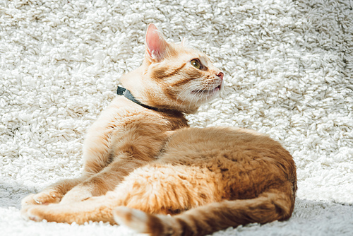 cute domestic red cat looking away on white soft carpet in living room