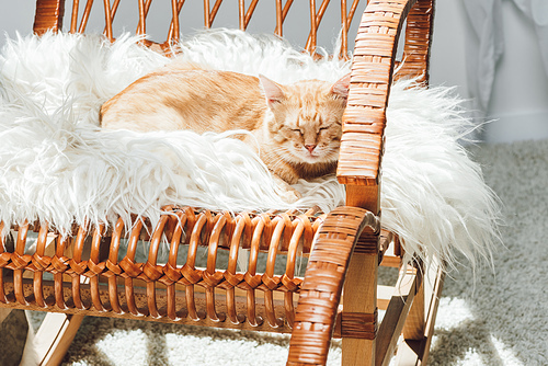 cute domestic ginger cat sleeping on rocking chair in living room