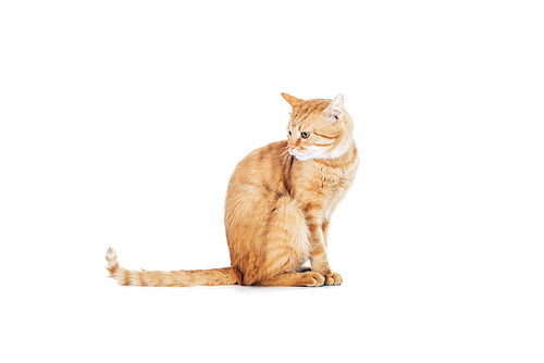 side view of cute domestic ginger cat with long tail sitting isolated on white