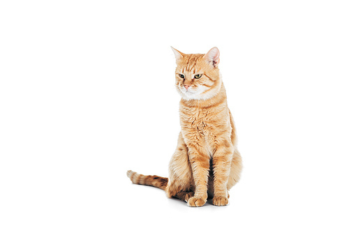 cute domestic tabby cat sitting and looking away isolated on white