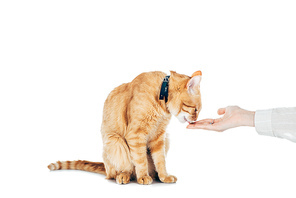 cropped image of woman feeding cute domestic ginger cat isolated on white