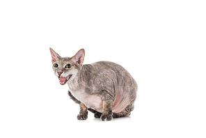domestic grey sphynx cat sitting and meowing isolated on white
