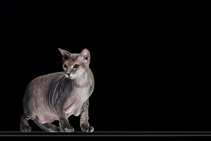 side view of domestic grey sphynx cat looking away isolated on black