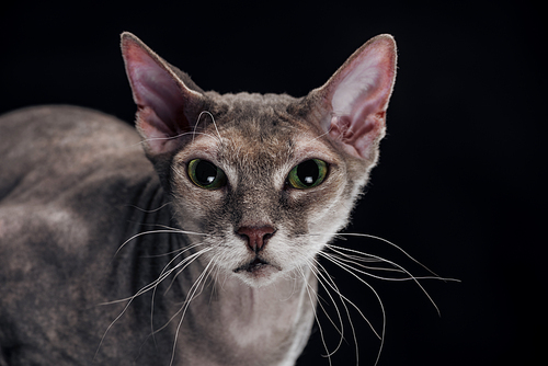 domestic grey sphynx cat  isolated on black