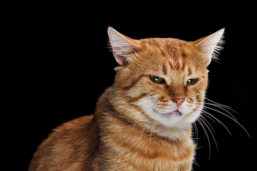 irritated domestic tabby cat isolated on black