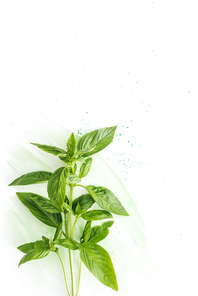top view of bunch of aromatic basil brunches on white surface with green watercolor strokes