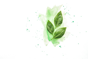 top view of basil leaves on white surface with green watercolor strokes
