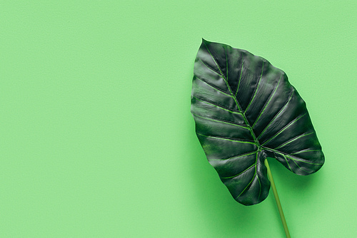 elevated view of palm leaf on green, minimalistic concept