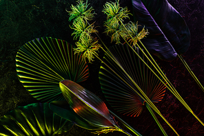 flat lay with arranged various tropical leaves with red lighting