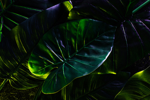 full frame image of beautiful palm leaves background