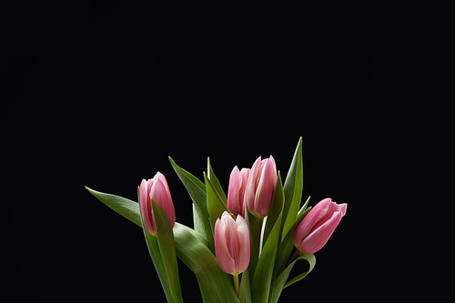 Bouquet of pink tulips isolated on black