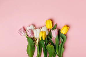 Tender blooming tulips isolated on pink background