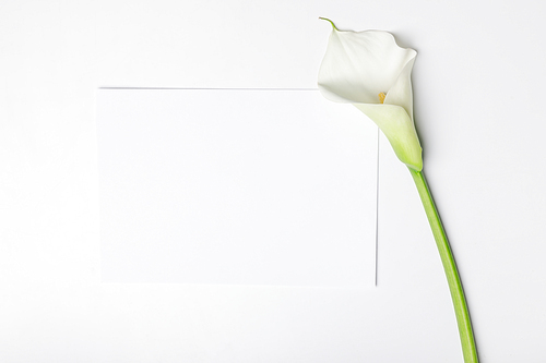 White calla flower with blank paper isolated on white