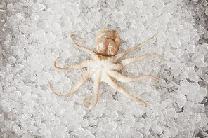 top view of raw octopus on crushed ice